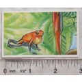 Brooke Bond Going Wild No. 34 Poison Arrow Frog...