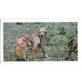 PLAYER'S GRANDEE CIGAR CARD AFRICAN WILDLIFE 19...