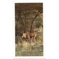 PLAYER'S GRANDEE CIGAR CARD AFRICAN WILDLIFE 19...