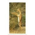 PLAYER'S GRANDEE CIGAR CARD AFRICAN WILDLIFE 19...