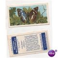 Brooke Bond Tea card BRITISH BUTTERFLIES no.26 ...