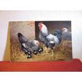 SPECKLED CHICKEN FAMILY unused postcard farm an...