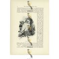Snowy Owl, Animal Book Illustration (Print), c1916