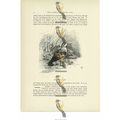 Red Necked Phalarope, Animal Book Illustration ...