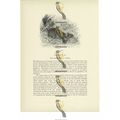Siberian Pica, Animal Book Illustration (Print)...