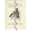 Waxwings, Animal Book Illustration (Print), c1916