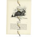 Caracal, Animal Book Illustration (Print), c1916