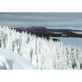 95305: Forest in the Winter.