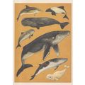 Short Beaked Common Dolphin Commersons Sperm Be...