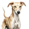 Azawakh Dog (8) Poster Canvas Movie Film Print ...
