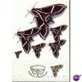 Australia FDI Postcard set 1991 - Insects