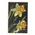 NARCISSUS flowers used vintage postcard by Phot...