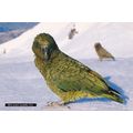Kea Nestor Notobalis South Island New Zealand B...
