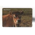 PHONE CARD - JERSEY - JERSEY COW