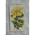 1913 Wills Old English Garden Flowers 2nd serie...