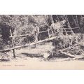 Bush Scene New Zealand Antique Postcard