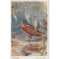 Winifred Austen Drawn Woodcock Bird Postcard (Q...
