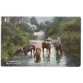 HORSES DRINKING, unused antique postcard by Har...
