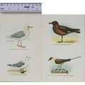 Coloured illustration: Great Skua, Long-tailed ...