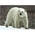 BET.G510: Polar Bear in North-east Greenland.