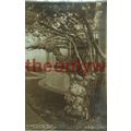 Hampton Court Palace, Stem of Great Vine, HM Po...