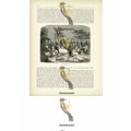Cotton Harvest, Brazil, Book Illustration (Prin...
