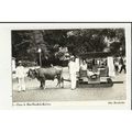 Portugal MADEIRA Funchal Carro de Bois (Ox Cart...