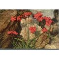 Italy PC - Wild-Nelke - 621