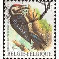 BELGIUM, BIRDS, Lesser Spotted Woodpecker, 1990...