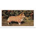 Dogs 1961 Hornimans Tea Card 41 - Welsh Corgi (...