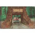 Chandelier Drive-Thru Tree, Underwood Park, Cal...
