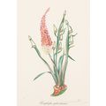 Salvador Dalí Florals Surrealist Flowers 1972 P...