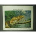 1943 Tiger Cat Illustration - Walter A. Weber