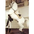 Courbette On The Short Hand Rein Spanish Riding...