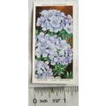 1939 Wills Garden Flowers No. 18 Dianthus