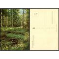 Postcard PC116 Poland - Puszcza - Bialowieska -...