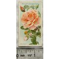 1912 Wills Roses No. 39 Edu Meyer