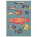 Longnose Butterfly Powder Blue Surgeon Mandarin...
