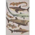 Epaulette Shark Great White Cookiecutter Common...