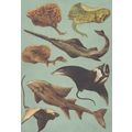 Bowmouth Guitarfish Spotted Eagle Ray Manta Mar...