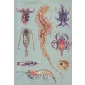 Rare Sea Crab Worm Butterfly Larvae Antarctic O...