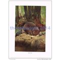BEAVER, BOOK ILLUSTRATION (PRINT), LYDEKKER, c1916
