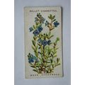 1913 Wills, Alpine Flowers No. 40 Rock Speedwell