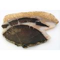 Petrified Wood 6 Natural Gemstone Slab Lapidary...