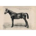 Hanoi La France Chevaline 1907 Race Horse Antiq...