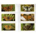 PLAYER'S GRANDEE CIGAR CARDS BRITISH BUTTERFLIES 1983 FULL SET IN SLEEVES