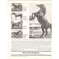 rafa farm arabians 1972 prince hallany rallana ...