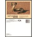 Postcard PC252 USA Arizona Rattle Snake Recipe ...