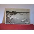 SWANS, THE PARK, POOLE, Dorset. unused vintage ...