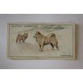 1925 John Player & Sons Dogs No. 28 Samoyeds
